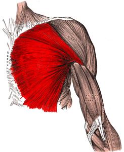 Pectoralis Major Facilitated Stretch - Variation - Massage Library