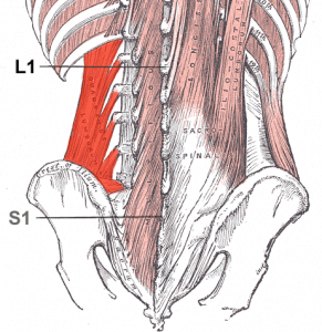 Quadratus Lumborum Hip Hike Facilitated Stretch Massage Library