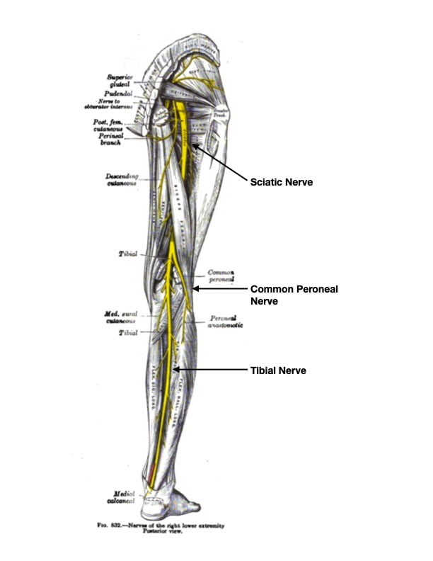 Sciatic Nerve Glide with Cups - Massage Library